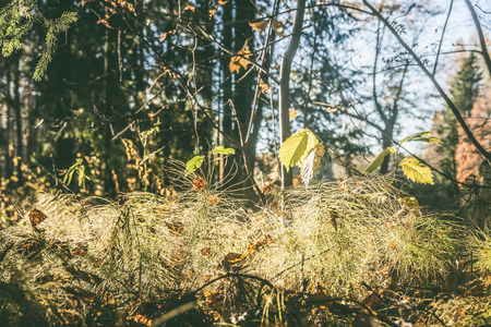 autumn forest landscape, blurの写真素材