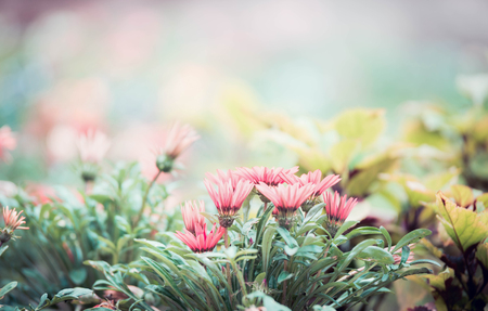 beautiful pink flowers in the city parkの写真素材