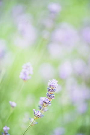 beautiful pink flowers in the city parkの写真素材