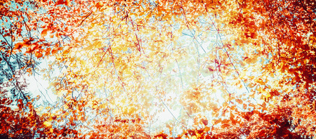autumn background of tree branches with yellow foliage, banner, place for textの写真素材