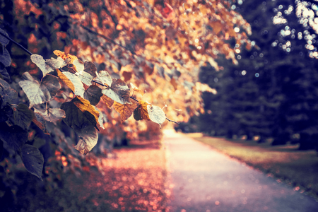 autumn alley in the park, fallen leaves and pathsの写真素材