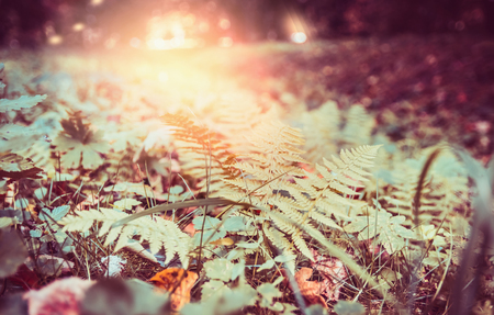 leaves of fern in autumn forest, bokeh, place for textの写真素材