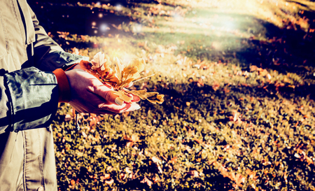 autumn landscape in the park, girl holding yellow maple leaves in hands, sunbeams, bokehの写真素材