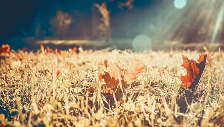 yellow autumn leaves on the grass in the park, rays of the sun, bokeh, place for textの写真素材