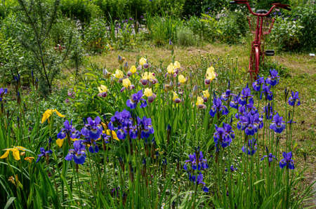 red, yellow, purple iris flowers on green garden summer background with a red bicycle. blank for a designer, botanical garden, postcard on a holiday. beautiful backgroundの写真素材