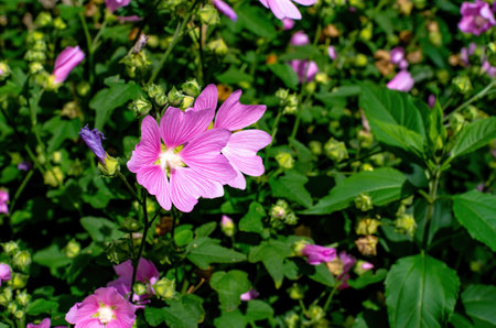 selective focus. closeup. fon. nature. blank designer. wallpaper. botanical background. postcard on a holiday. lavatera thuringiaca flowers on green background of sunny summer garden. beautiful backgroundの写真素材