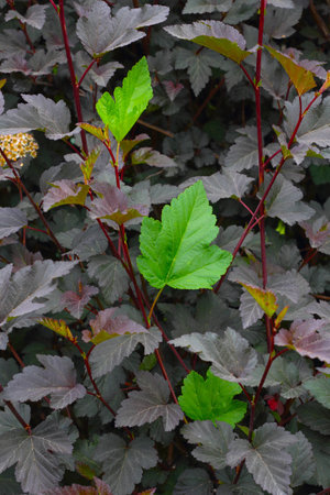 Three fresh green leaves among purple ones photo