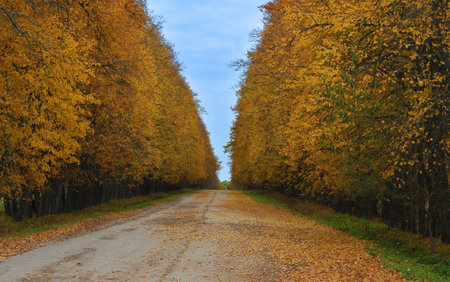 Autumn road strewned with yellow leaves photoの写真素材