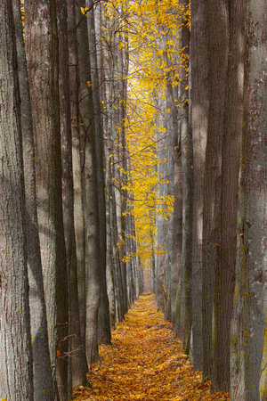 Autumn alley strewned with yellow leaves photoの写真素材