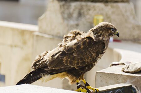 Falcon. Feathered bird of prey. Able to easily maneuver and develop extremely high speed and in a diving flight.の写真素材