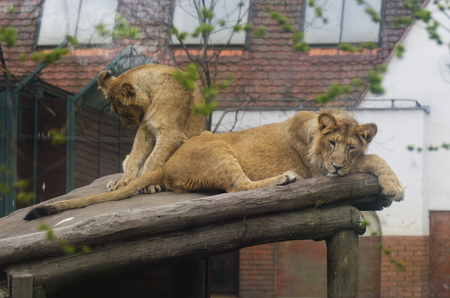 Lioness in the zoo. Felines. Dangerous, big and strong animal.の写真素材