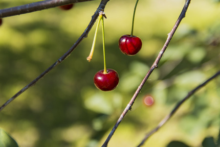 Ripe cherries in the garden of a private houseの写真素材