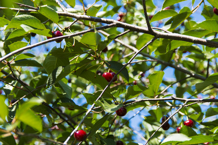 Ripe cherries in the garden of a private houseの写真素材