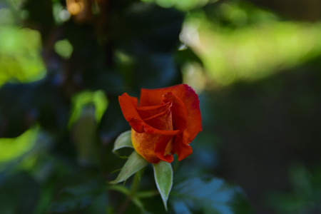 Roses in the yard on the lawn near a private houseの写真素材