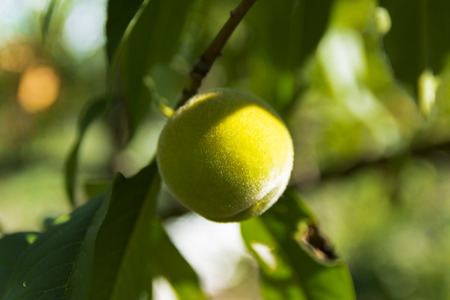 Green apricot in a private garden near the houseの写真素材