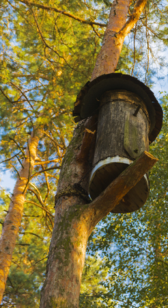 Birdhouse for birds on a high tree in the forestの写真素材