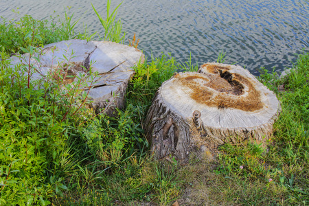 Cut the tree on the shore of a lakeの写真素材