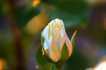 Beautiful floral background. Amazing view of a white rose blooming in the garden in the middle of a sunny spring day with green grass.の写真素材
