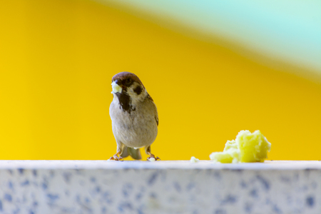 Close-up. A sparrow pecks bread on a windowsill against a backgroundの写真素材