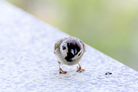 Close-up. A sparrow pecks bread on a windowsill against a backgroundの写真素材