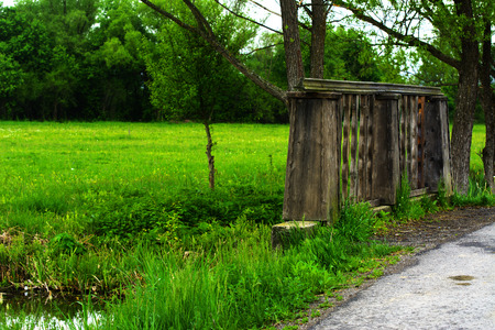 White daffodil on the landscape design of the flower garden. White daffodils in the fields in the springの写真素材