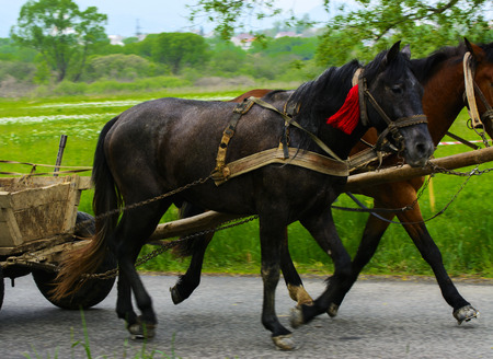 A couple of horses harnessed in a cart on a country roadの写真素材