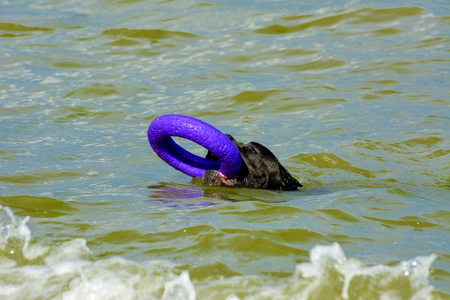 Rottweiler dog in the water on the beach playing with a toy in the form of a ring