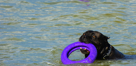 Rottweiler dog in the water on the beach playing with a toy in the form of a ringの写真素材