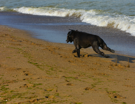 Rottweiler dog on the sand by the sea plays with a toy in the form of a ring