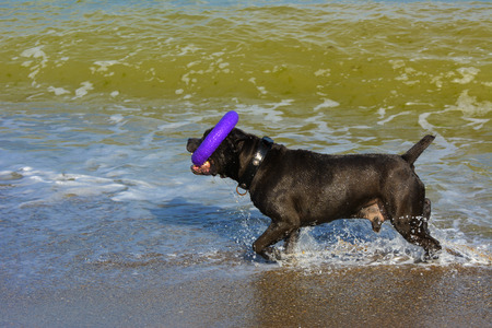 Rottweiler dog on the sand by the sea plays with a toy in the form of a ringの写真素材