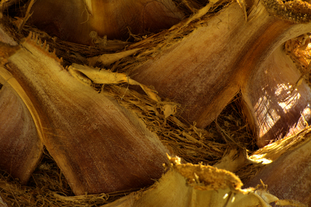 Background of the bark of a palm tree. Close-up of fragments of the bark of a tree in chaotic abstract design. In category of creative background of exotic summer relaxation, screen saver, wallpaper.の写真素材