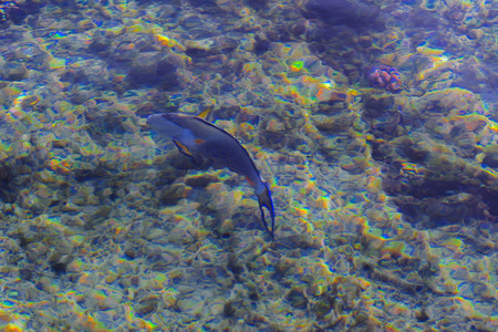 Multicolored beautiful red sea fish over the thickness of the water on a blurred background of coral...