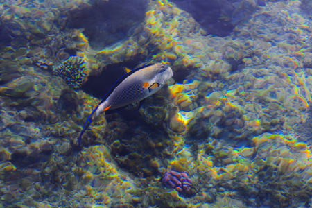 Multicolored beautiful red sea fish over the thickness of the water on a blurred background of coral...