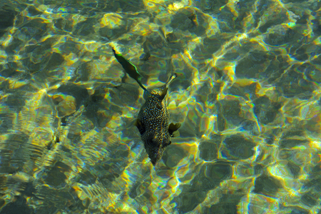 Multicolored beautiful red sea fish over the thickness of the water on a blurred background of coral...