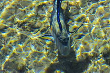 Multicolored beautiful red sea fish over the thickness of the water on a blurred background of coral...