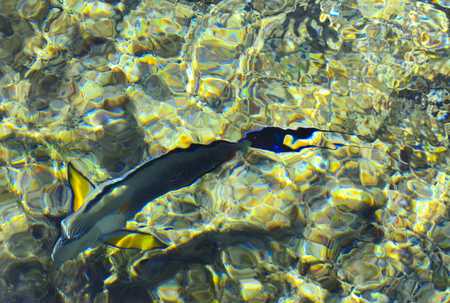 Multicolored beautiful red sea fish over the thickness of the water on a blurred background of coral...