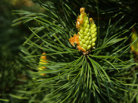 A green branch of spruce with young shoots on a blurred background. Shallow depth of field. In the...