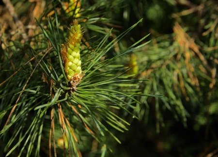 A green branch of spruce with young shoots on a blurred background. Shallow depth of field. In the category of texture, screen saver, wallpaper.の写真素材