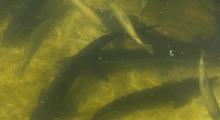 A large group of fish circling in a gloomy pond, a view from above of the river trout and sturgeon...
