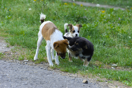 Little puppies bite and play with each other against the background of green grass. Beautiful white color, black nose and brown ears. Group of cheerful dogs.の写真素材