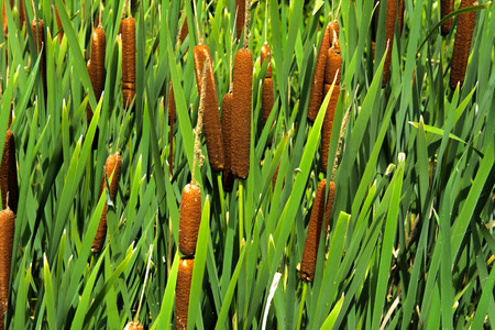 Green details of colored plants Typha, also called reed on the lake. Reeds are used for weaving household bags, baskets, mats, rugs, as well as for decorative finishing of wickerwork from a vine.の写真素材