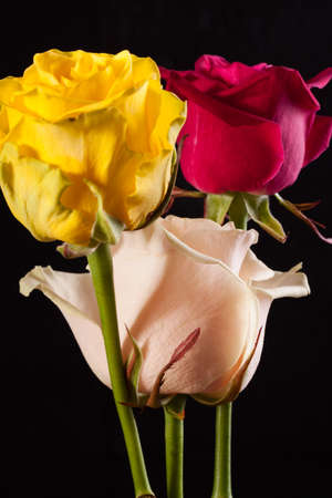 Creative red flower in studioの写真素材