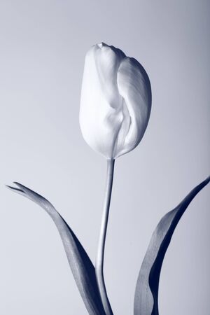 Artistic black and white photograph of a flowerの写真素材