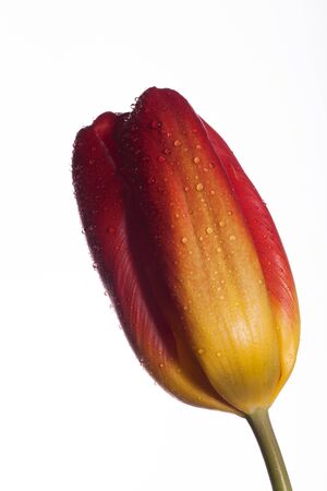 Beautiful picture with a beautiful colored plantの写真素材