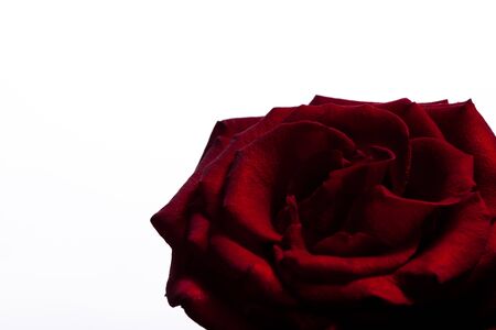 Beautiful long red roseの写真素材