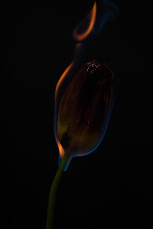 Beautiful picture with one beautiful flower on fire