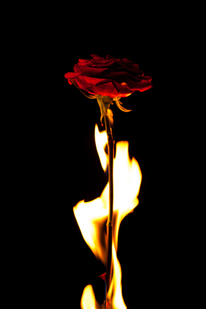 Red rose in thorns on a dark backgroundの写真素材