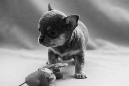 Little puppy on a gray background.の写真素材