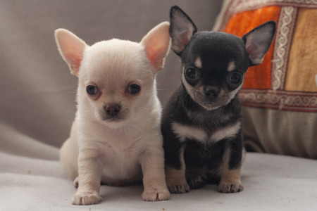 Little puppy on a gray background.の写真素材