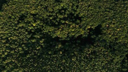 High-altitude photography of green forest and nature.の写真素材
